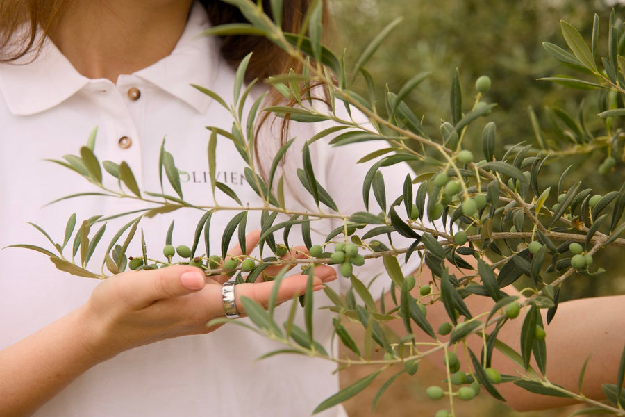 harvesting early green olives