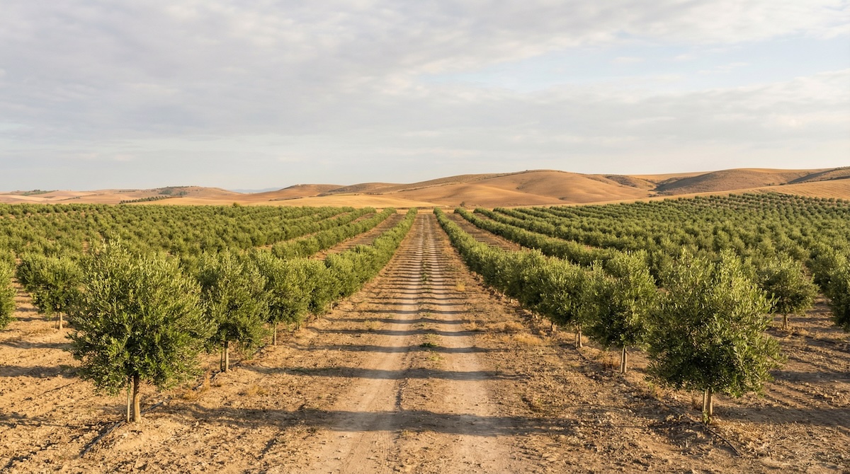 07_olivenhain_01